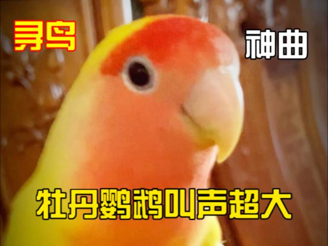 召唤鹦鹉的声音缩略图