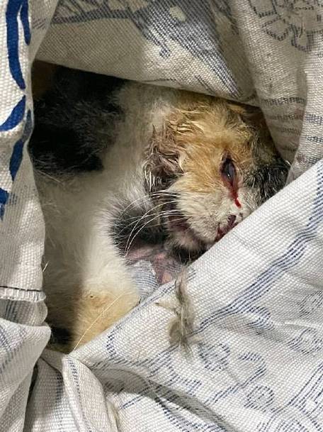 猫咪被打死前身体的表现