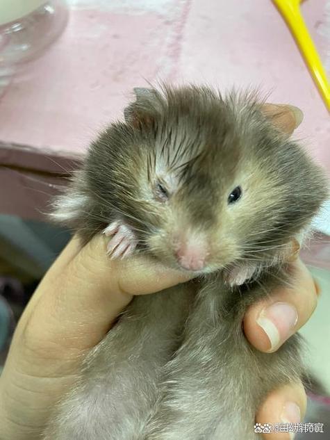 仓鼠死了身体是软了还是硬的