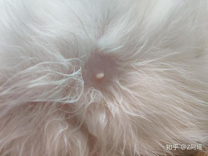 猫咪身上有小疙瘩图片缩略图