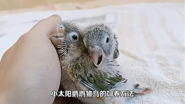 雏鸟tv游戏截图