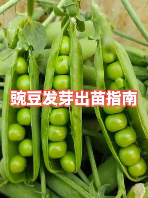 豌豆芽怎么发