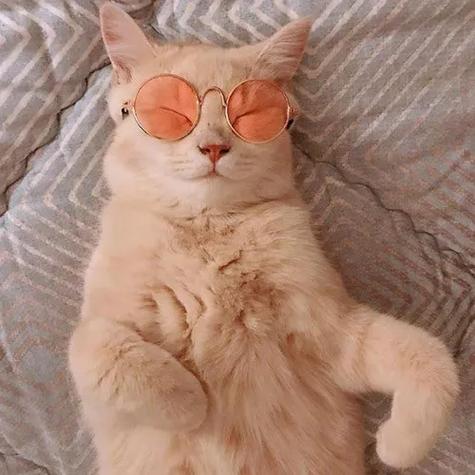 新版猫咪精彩推荐