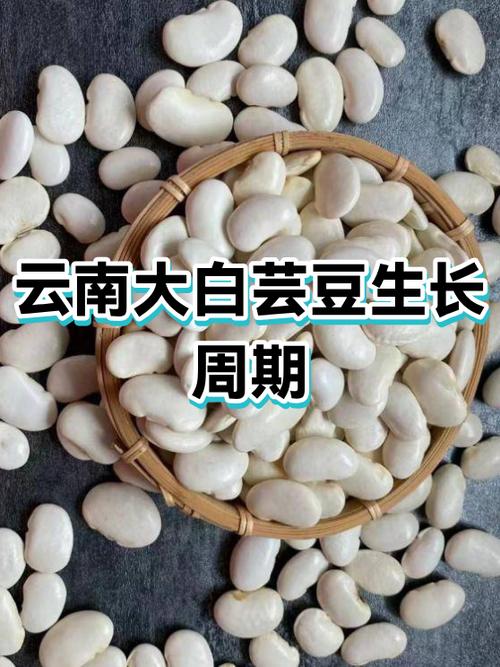 大白芸豆和小白芸豆缩略图