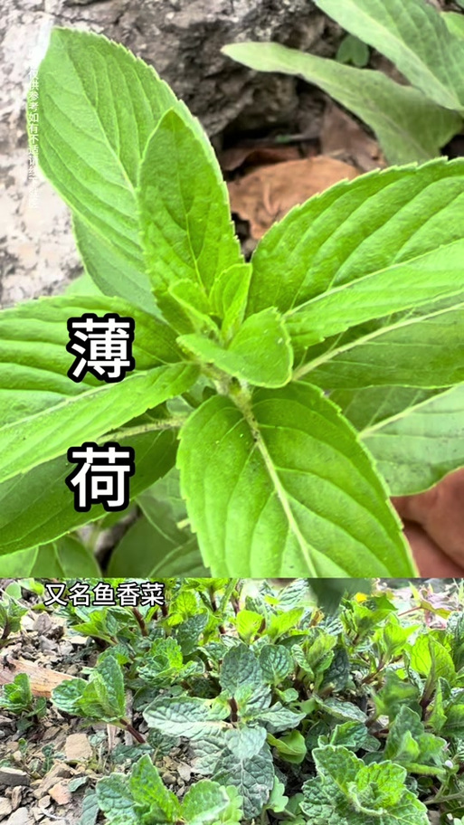 薄荷相似的植物缩略图