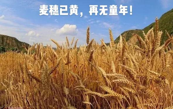 适合发朋友圈的麦穗句子