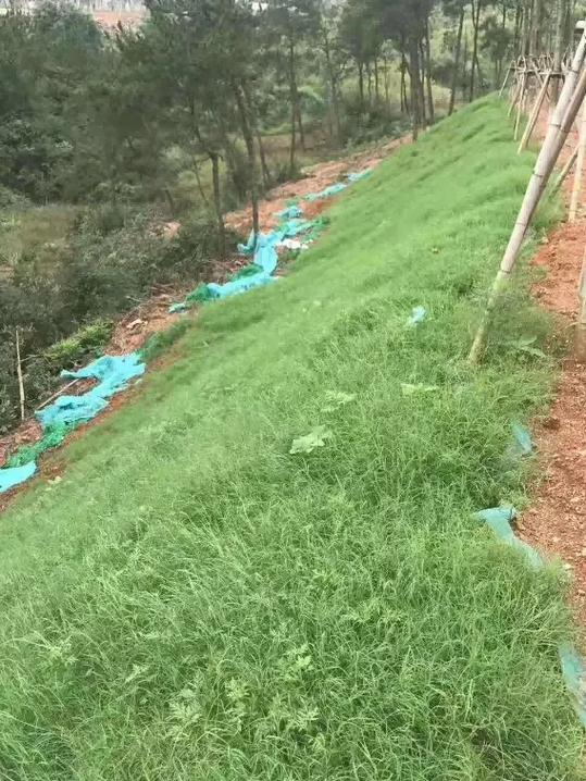 护坡草