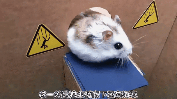 仓鼠身体长了一个硬硬的大包游戏截图