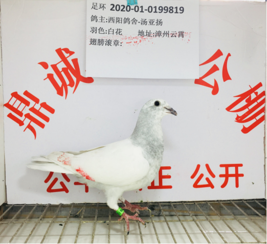 诚鼎公棚重要公告缩略图