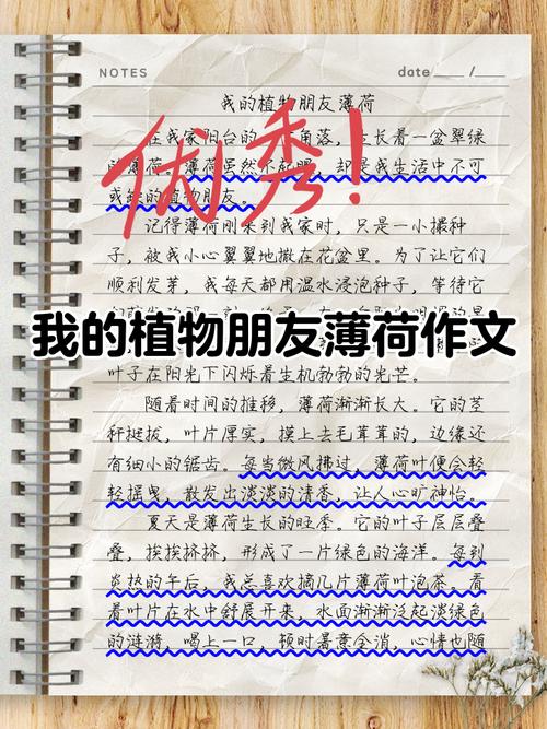 薄荷短文阅读