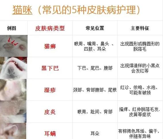 猫咪身上长疙瘩是怎么回事