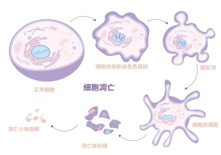 细胞死亡