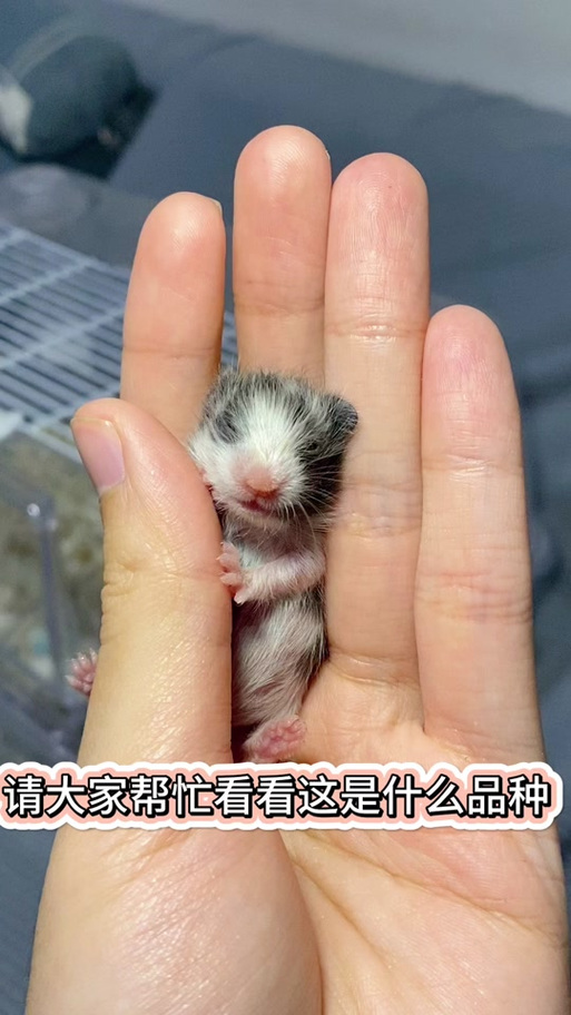 小猫帮客app下载缩略图