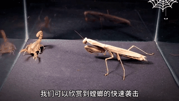 螳螂vs蝎子缩略图