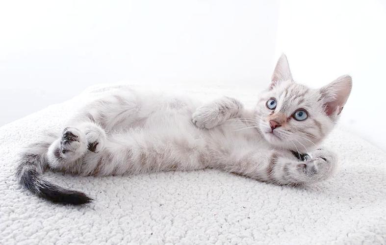 猫咪见到你就躺下打滚
