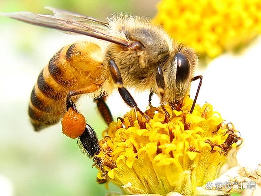 蜜蜂怎么传播花粉缩略图