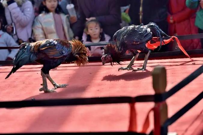 疯狂斗鸡场游戏免广告折相思游戏截图