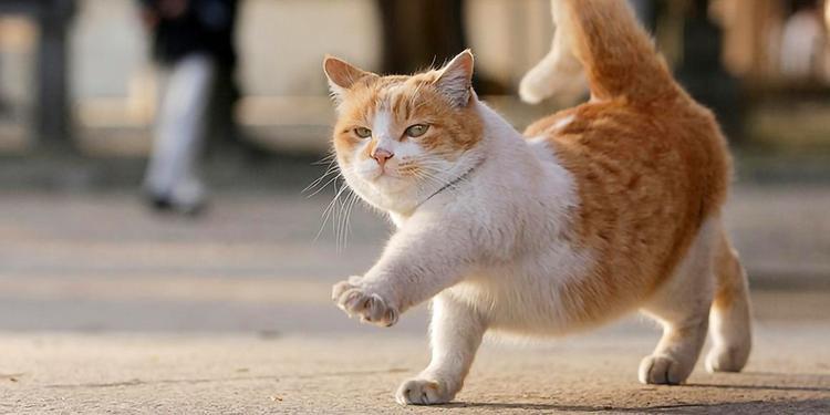 猫步走路挣钱缩略图