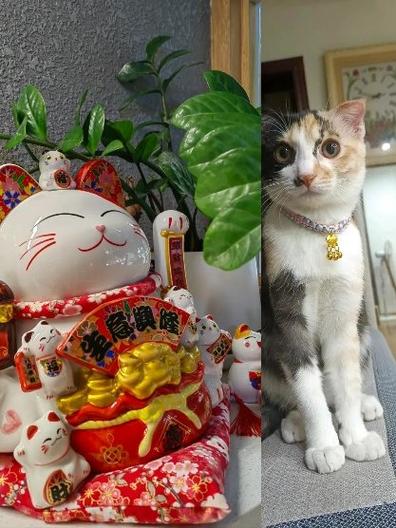 赏金猫游戏截图