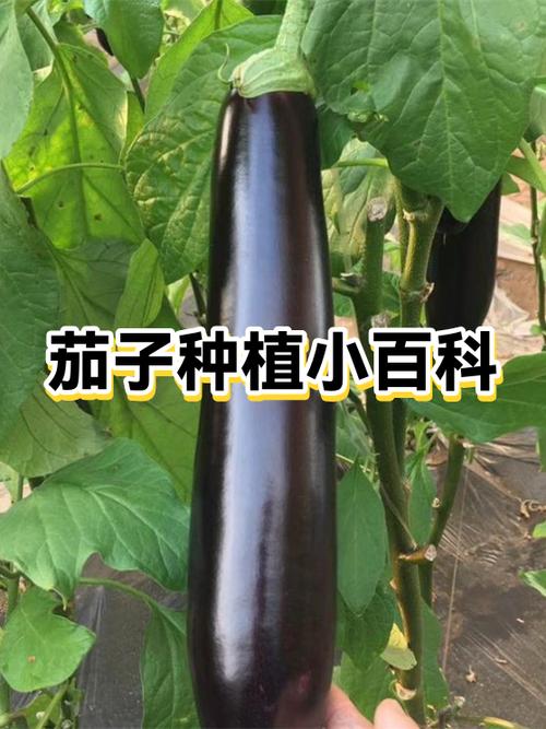 茄子百度百科