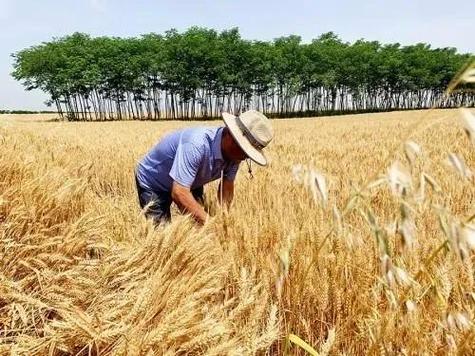 夏日乡村生活攻略安卓攻略缩略图