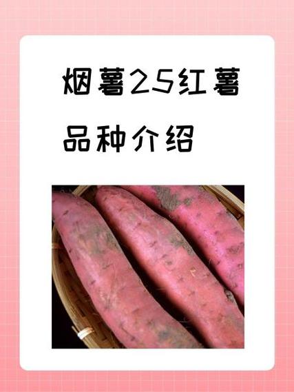 红薯品种前十名排行榜