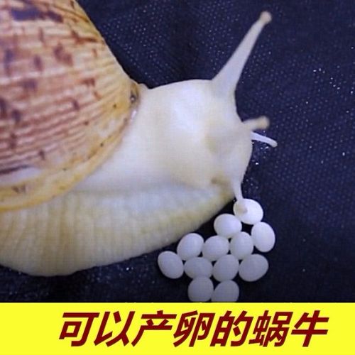 蜗牛大蜗牛