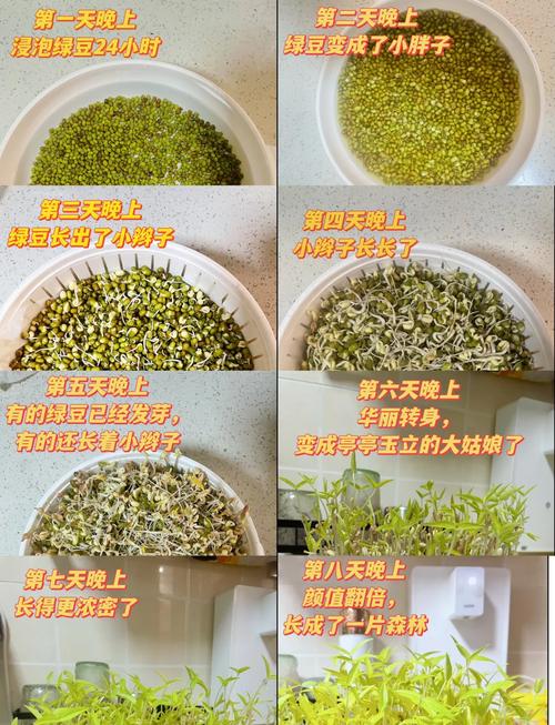 豆芽转提现游戏截图