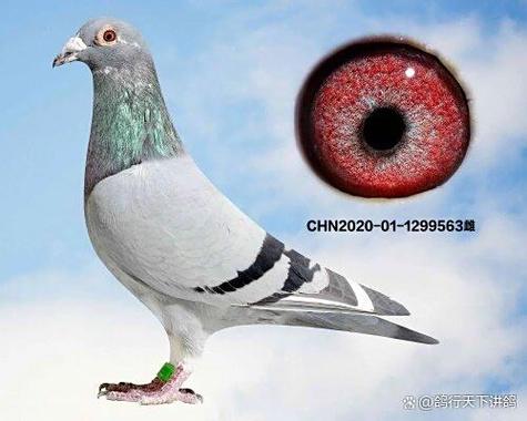 塞上江南赛鸽公棚春棚最新公告缩略图