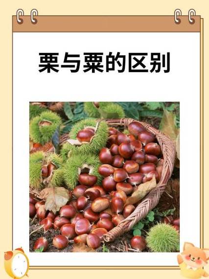 栗和粟的区别缩略图