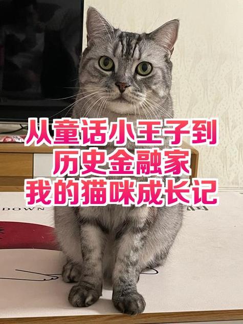 猫咪成长记赚钱游戏截图