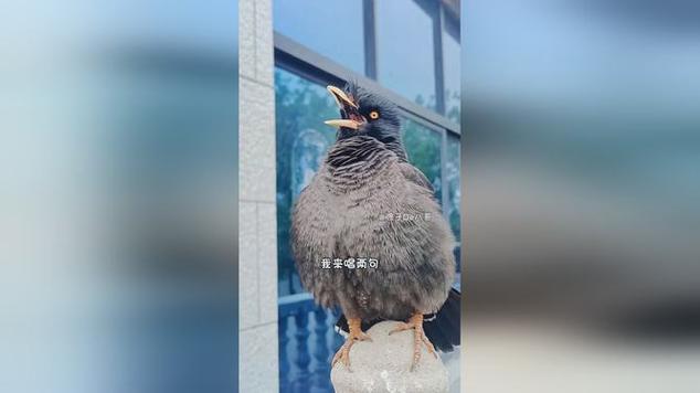 八哥录音循环播放缩略图