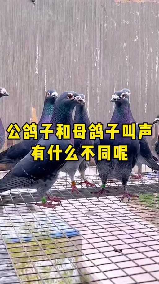 鸽子讲解视频大全