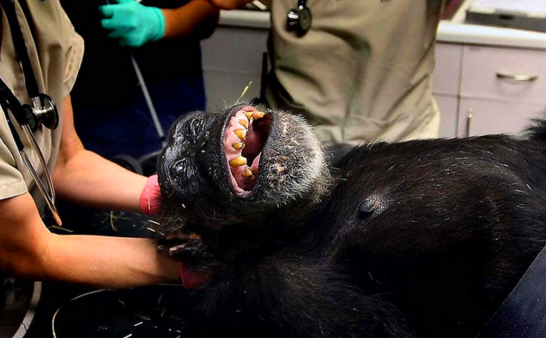 blackmonkey海上救生员游戏游戏截图