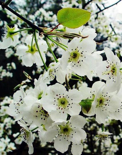 梨花声音研究院