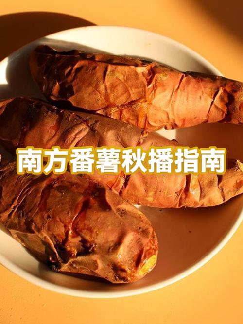 番薯网app下载缩略图