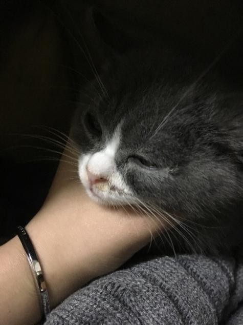 猫咪嘴角出现黑色结痂