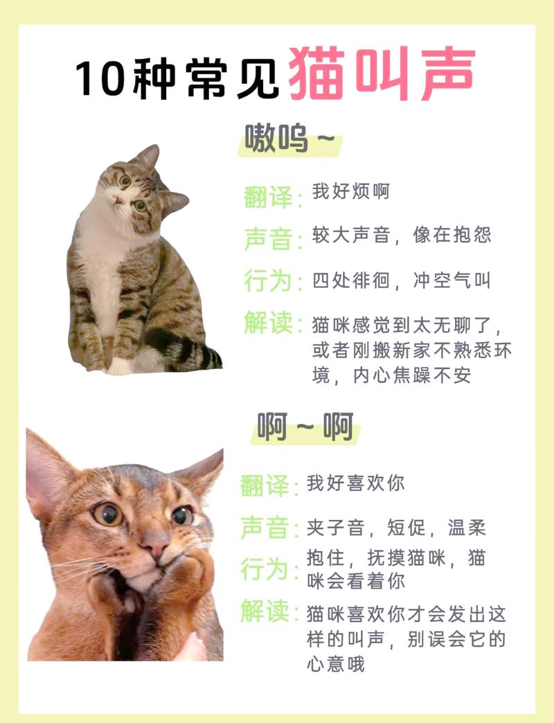 怎么叫猫猫咪会过来