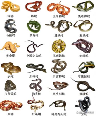 世界毒蛇排名前十名