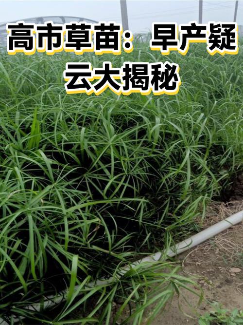 怀孕前期胖的是女儿吗缩略图