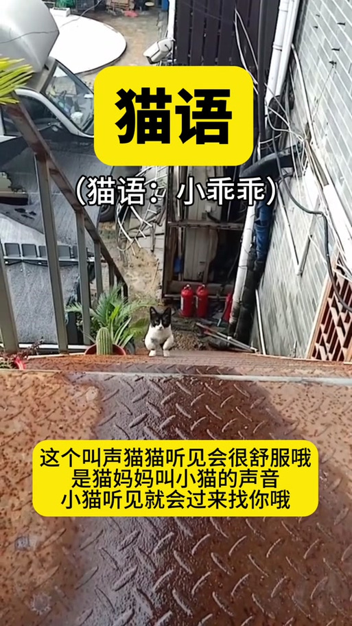 猫妈叫小猫的叫声
