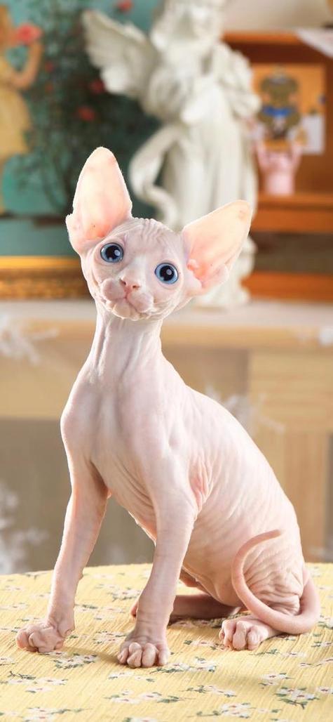 斯芬克斯猫