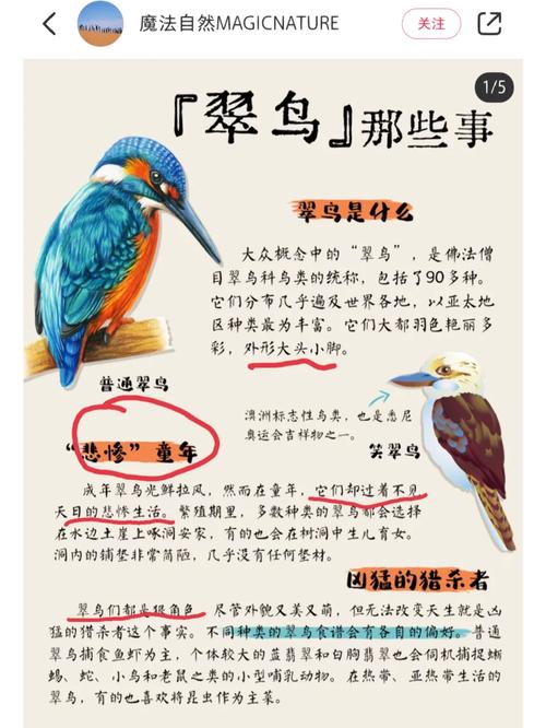 翠鸟阅读理解及答案