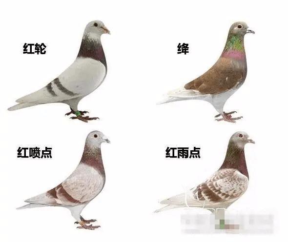 羽绒服选什么颜色好