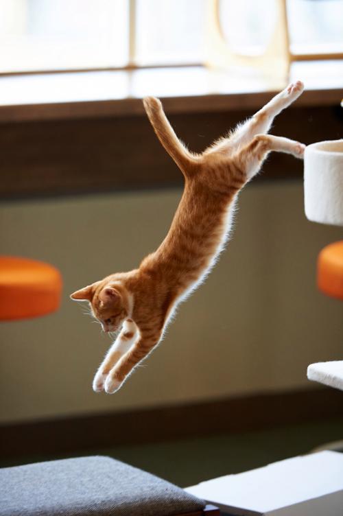猫咪跳到你身上