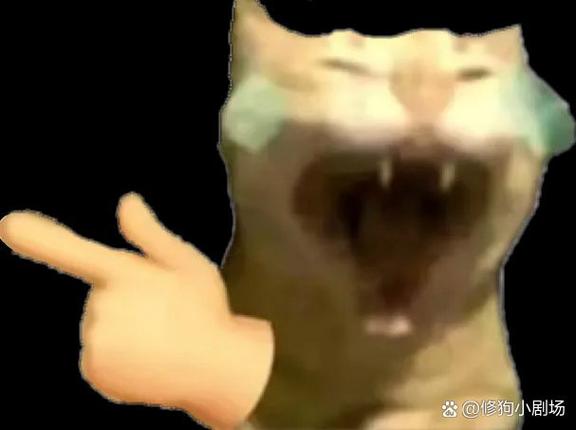 猫meme搞笑到吐血视频
