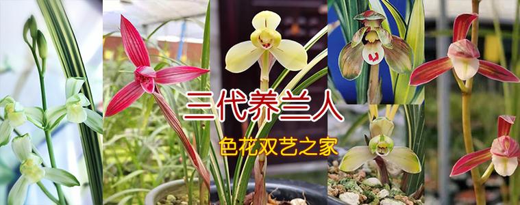 中国兰花交易网 - 兰花拍卖游戏截图