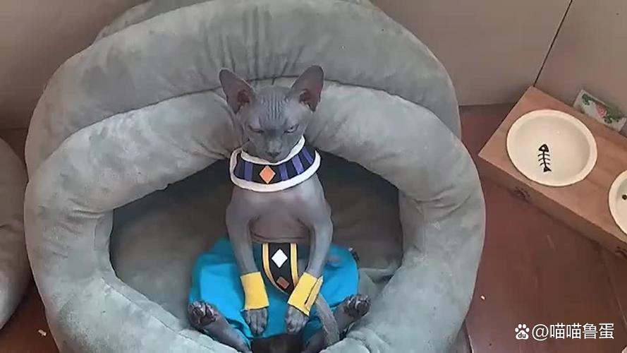 3000多的斯芬克斯猫