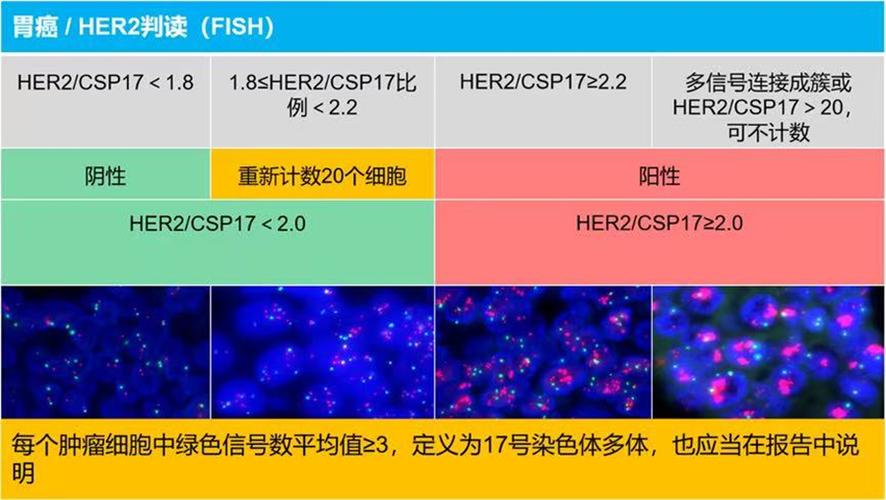 fish阴性和阳性有啥区别缩略图