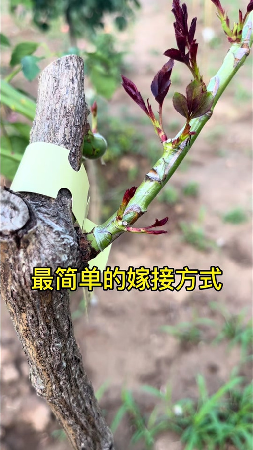 花木嫁接技术视频教程